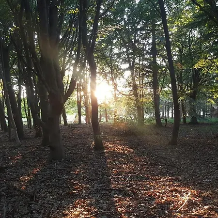Glamping Pod Im Wald